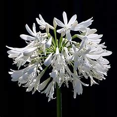 Agapanthe à fleurs blanc pur