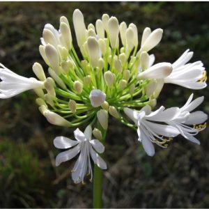 Agapanthe 'Getty White' à fleurs blanc pur sur des tiges solides. Massif d'été.