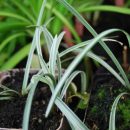 Liriope, plante basse à feuillage persistant vert zébré de blanc