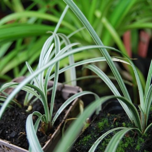 Liriope, plante basse à feuillage persistant vert zébré de blanc