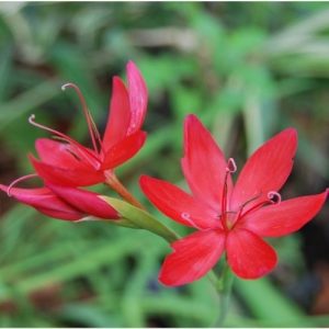 Lis des cafres à floraison rouge. Une vivace qui aime l'humidité. Culture facile en bac à réserve d'eau.