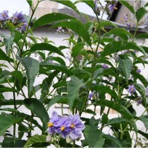 Solanum bonariense, Morelle de Buenos Aires. Grande vivace aux fleurs étoilées bleus, plante facile
