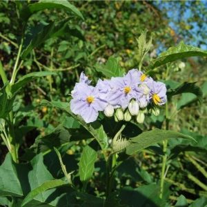 Solanum bonariense, Morelle de Buenos Aires. Grande vivace aux fleurs étoilées bleus, plante facile