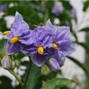 Solanum bonariense, Morelle de Buenos Aires. Grande vivace aux fleurs étoilées bleus, plante facile