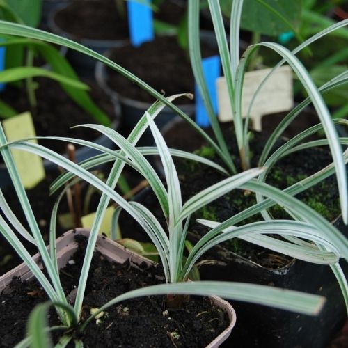 Liriope, plante basse à feuillage persistant vert zébré de blanc