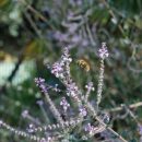 Arbuste très résistant au manque d'eau