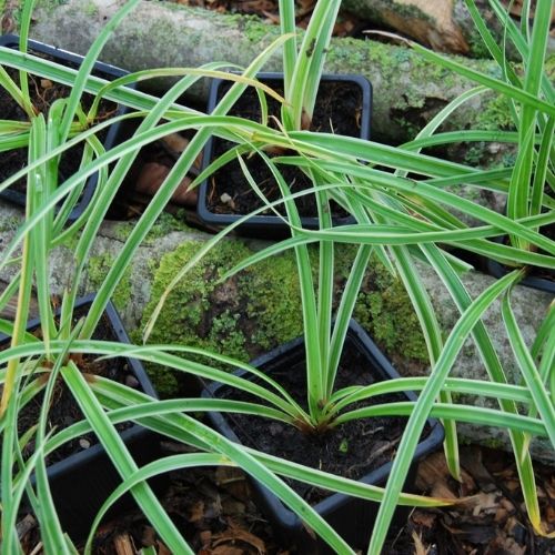 Carex à feuillage persistant bicolore