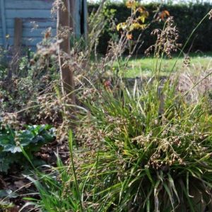 Graminées champêtre