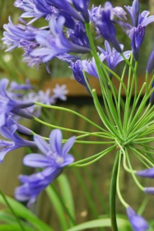 Agapanthe à grosse fleurs bleu