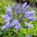 agapanthe bleu