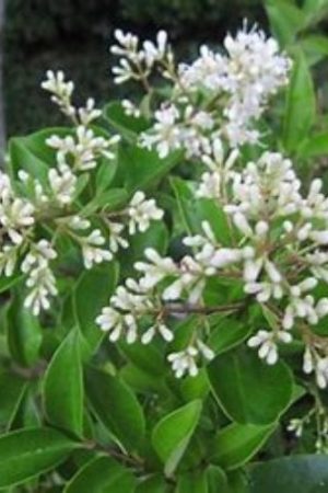Ligustrum-japonicum