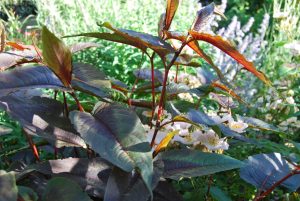 Renouée ou Polygonum à fleurs blanche et feuillage rouge bordeaux