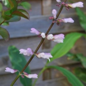 Sauge blanc-rose