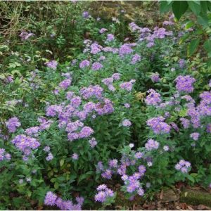 Très bon Aster couvre-sol, pousse sous des arbres et arbustes en mi-ombre.