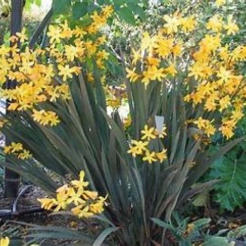 Montbretia à fleurs jaune et feuillage bronze