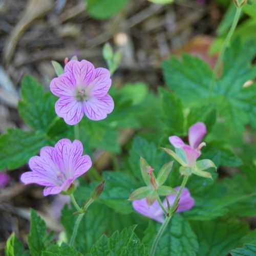 Géranium rose veiné