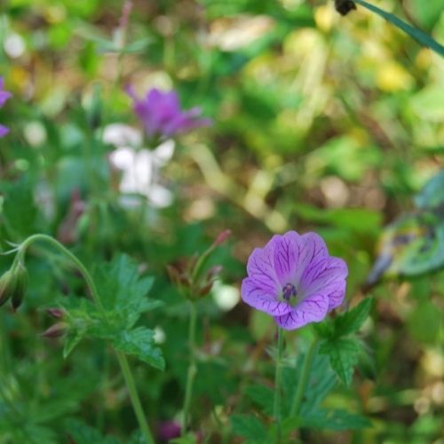 Géranium rose veiné