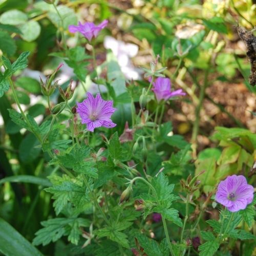 Géranium rose veiné