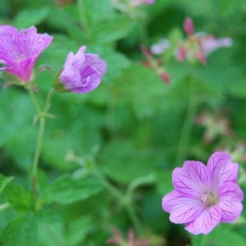 Géranium rose veiné