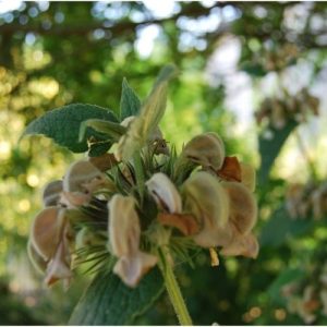 Phlomis samia , sauge de Jérusalem à fleurs roses chamois, plante de plein soleil sans arrosage. Plante vivace couvre-sol persistante