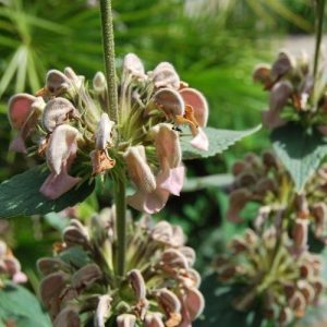 Phlomis samia , sauge de Jérusalem à fleurs roses chamois, plante de plein soleil sans arrosage. Plante vivace couvre-sol persistante