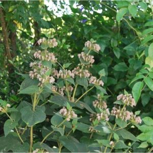 Phlomis samia , sauge de Jérusalem à fleurs roses chamois, plante de plein soleil sans arrosage. Plante vivace couvre-sol persistante