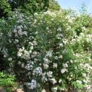 Rosier liane multiflora