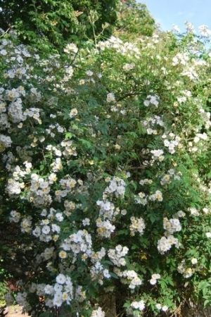 Rosier liane multiflora