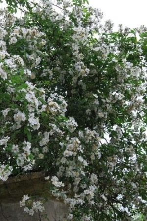 Rosier liane multiflora