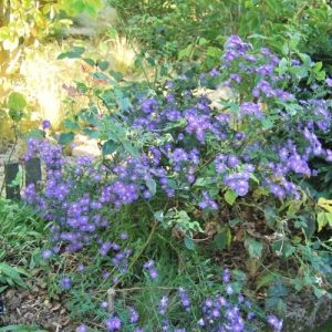 Aster d'automne bleu lumineux, à floraison prolongée, attire les insectes pollinisateurs