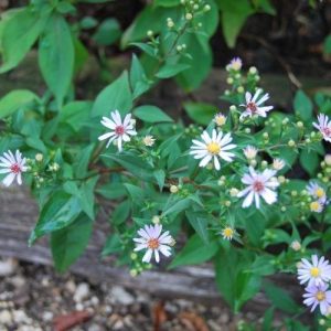 Un Aster simple et beau, jardin de curé, champêtre, floraison d'automne abondante
