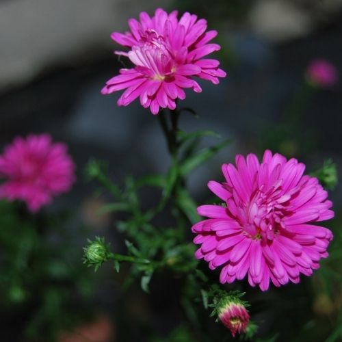 Aster rouge double