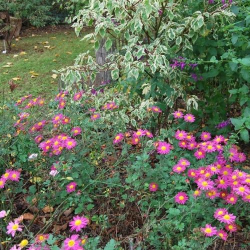 Chrysanthème de jardin, très rustique, floraison d'automne