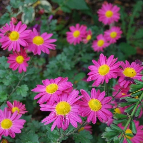 Chrysanthème de jardin, plante vivace à floraison rose en automne. Rustique, bouquets champêtre. Chrysanthemum 'Nippon Roseum'