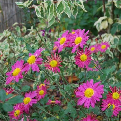 Chrysanthème de jardin, plante vivace à floraison rose en automne. Rustique, bouquets champêtre. Chrysanthemum 'Nippon Roseum'