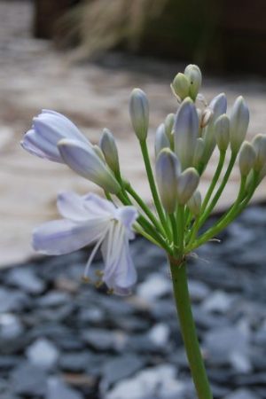 Agapanthe blanche