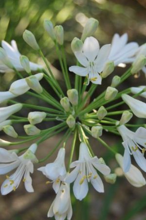 Agapanthe à floraison blanc pur