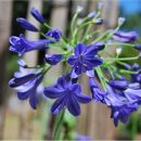 Agapanthe naine, floraison bleu en été, culture en pot
