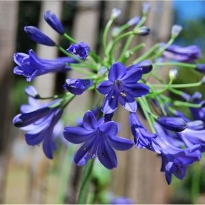 Agapanthe naine, floraison bleu en été, culture en pot