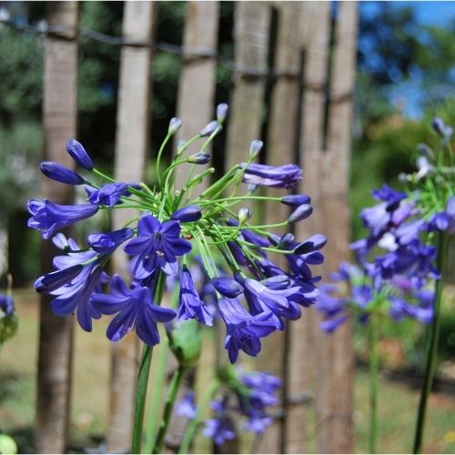 Agapanthe naine, floraison bleu en été, culture en pot