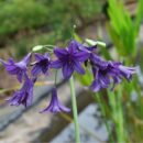Agapanthe à floraison violette, rustique et vivace