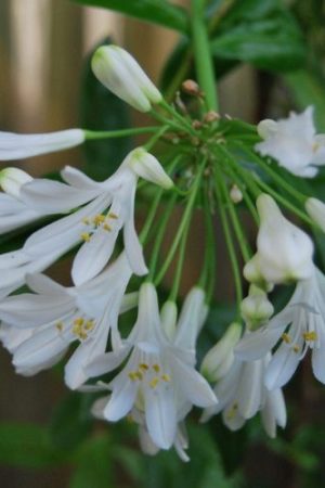 Agapanthe à floraison blanc pur