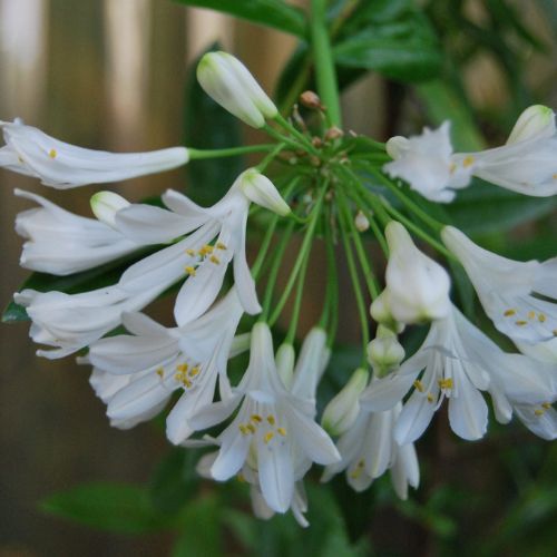 Agapanthe à floraison blanc pur