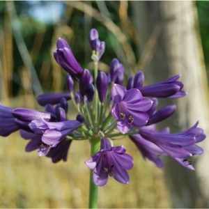 Agapanthe à floraison violet foncé. Très florifère, culture en pot et pleine terre.