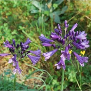 Agapanthe à floraison violet foncé. Très florifère, culture en pot et pleine terre.