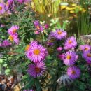 Aster, vendangeuse, marguerite d'automne