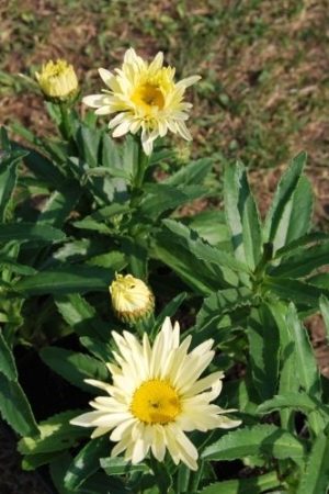 Marguerite d'été jaune