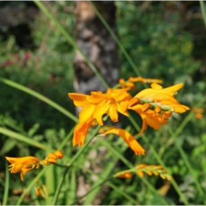Crocosmia, Montbretia, plante vivace bulbeuse à floraison jaune orangé