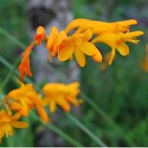 Crocosmia, Montbretia, plante vivace bulbeuse à floraison jaune orangé