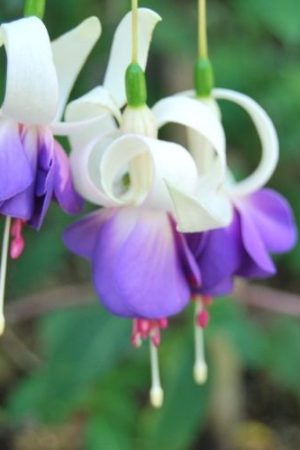 Fuchsia rustique, résistant à l'hiver